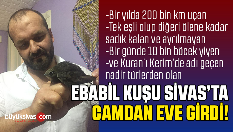 Sivas’ta Mübarek Ebabil Kuşu Görüntülendi!