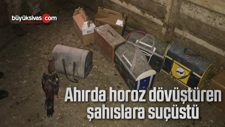 horoz dövüştüren