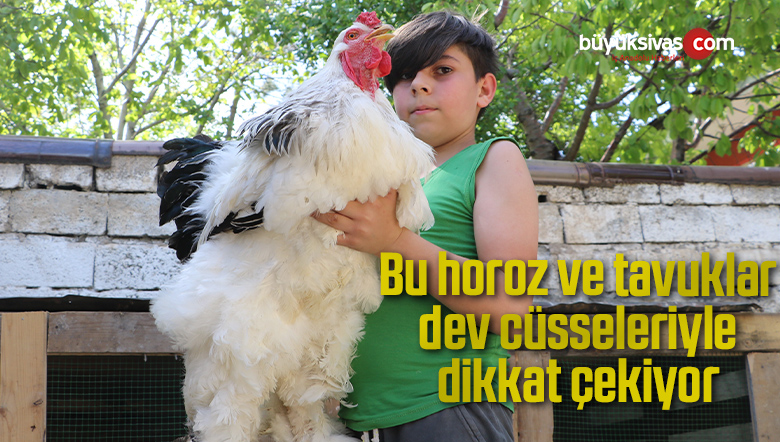 dev cüsseleriyle