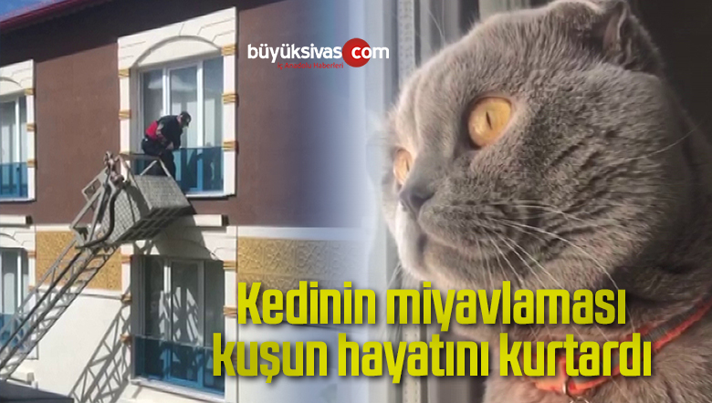 kedinin dikkati