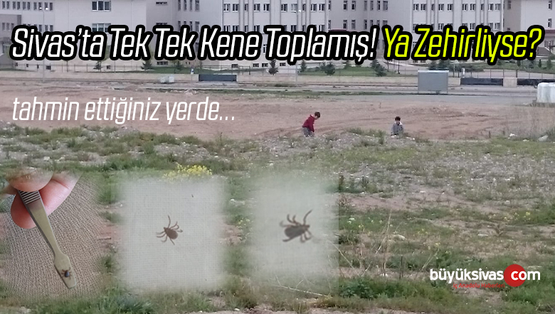 Sivas’ta Vatandaş Tek Tek Toplamış! Kenelere Bakın! Sonra da Önlem Alın!