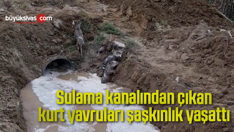 Sulama kanalından çıkan 10 kurt yavrusu şaşkınlık yaşattı