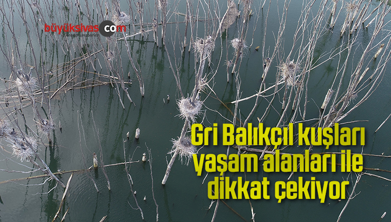 Gri Balıkçıl kuşları yaşam alanları ile dikkat çekiyor