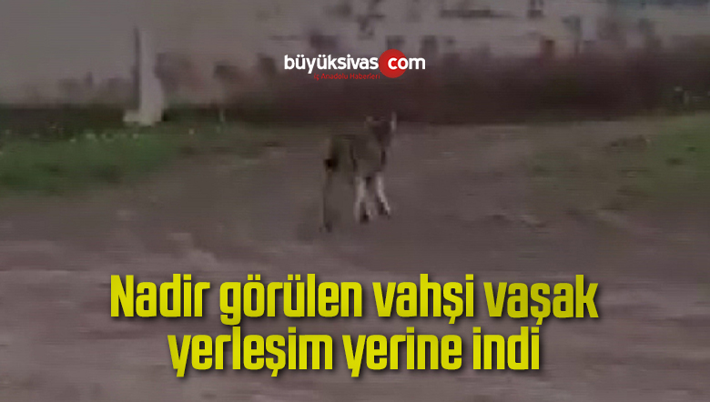 Nadir görülen vahşi vaşak yerleşim yerine indi