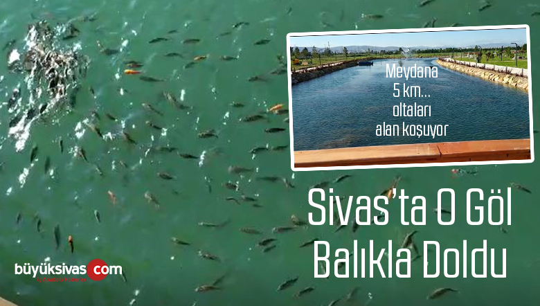Sivas Cumhuriyet Üniversitesi Gölet Parkı! Ne Balık Var Ama!