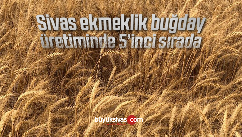 buğday üretimine
