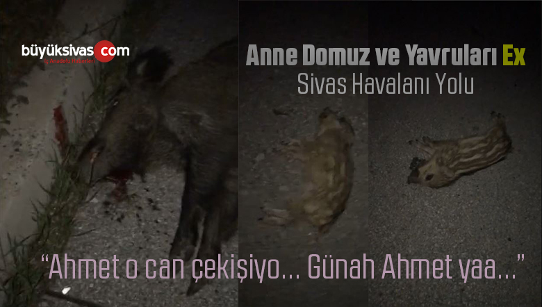 Sivas Havaalanı Yolunda Domuz Sürüsüne Araç Daldı! Domuzlar Ex