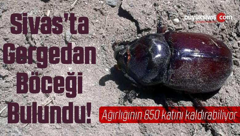 Sivas’ta Gergedan Böceği Bulundu! Kendi Ağırlığının 850 Katını Kaldırabiliyor