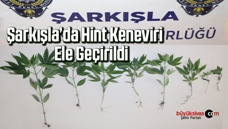 Sivas’ın Şarkışla İlçesinde Hint Keneviri Ele Geçirildi
