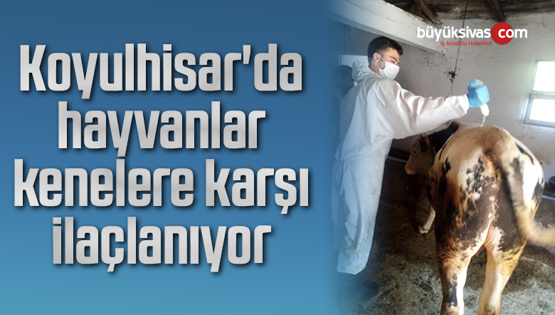 Koyulhisar’da hayvanlar kenelere karşı ilaçlanıyor