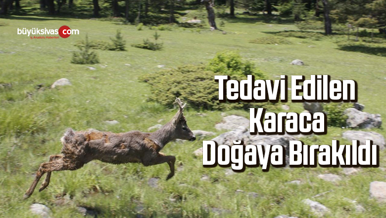 Tedavi edilen karaca doğaya bırakıldı