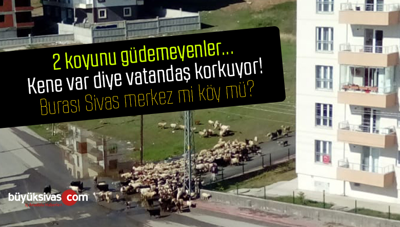 Sivas’ta iki koyunu güdemeyenler! Vatandaş kene var korkuyoruz diyor!