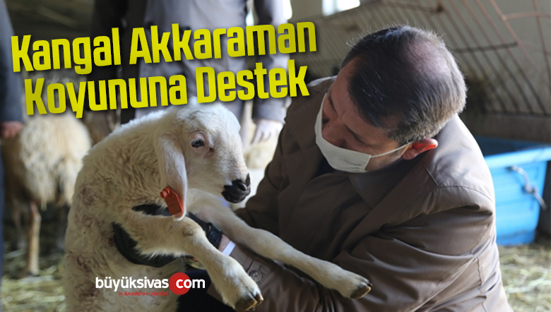 Kangal Akkaraman Koyununa Destek
