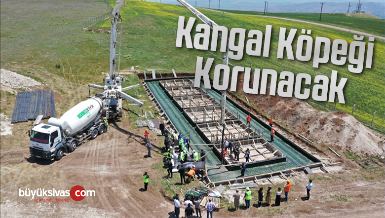 Kangal Köpeği Üretim