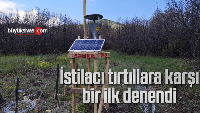 İstilacı tırtıllara karşı bir ilk denendi
