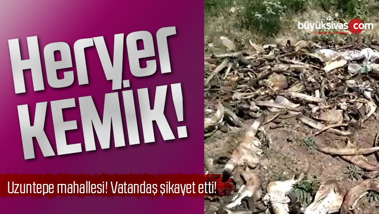 Sivas Merkez’de Her Yerde Kemikler! Vatandaş Şikayetçi Olacak!