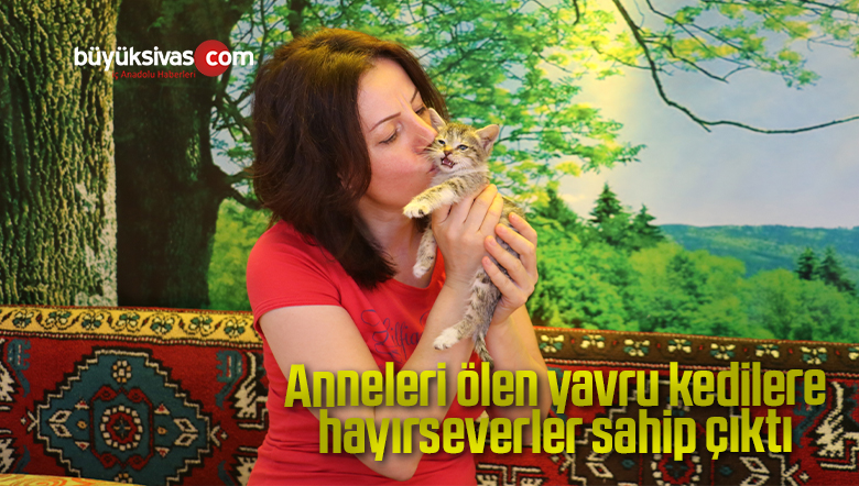 Anneleri ölen yavru kedilere hayırseverler sahip çıktı