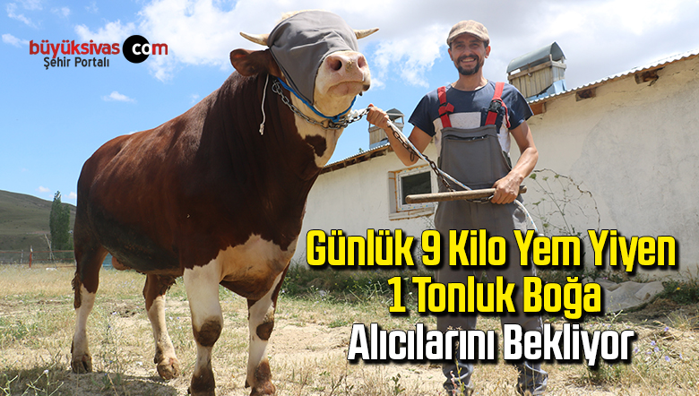 boğa