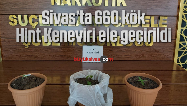 Sivas’ta 660 kök Hint Keneviri ele geçirildi