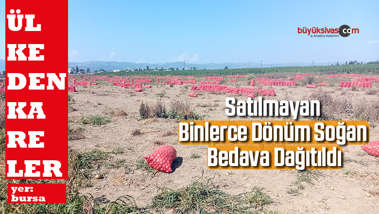 Binlerce dönüm soğan bedava dağıtıldı