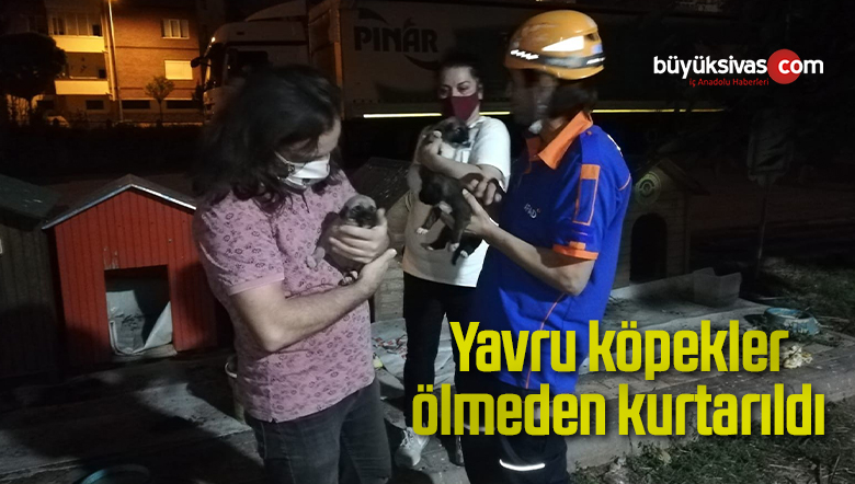 Yavru köpekler ölmeden kurtarıldı