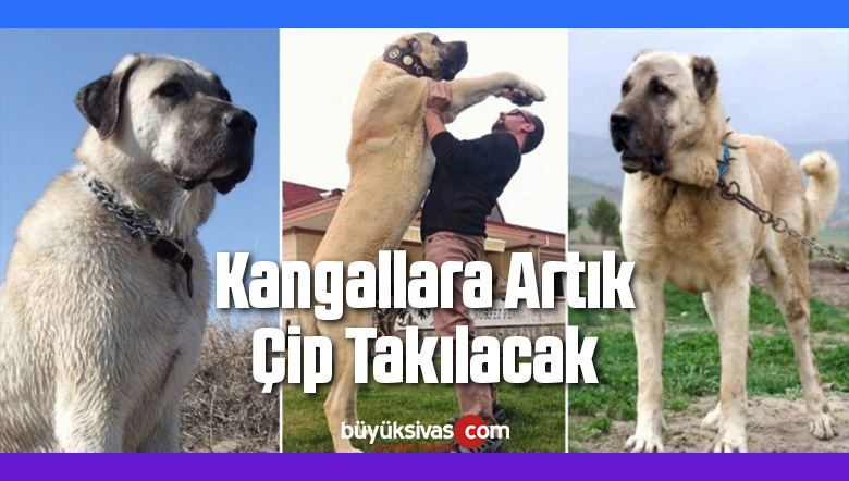 Sivas Kangal Köpeği Üretim Tesisi Sivas Merkeze inşaa Ediliyor!