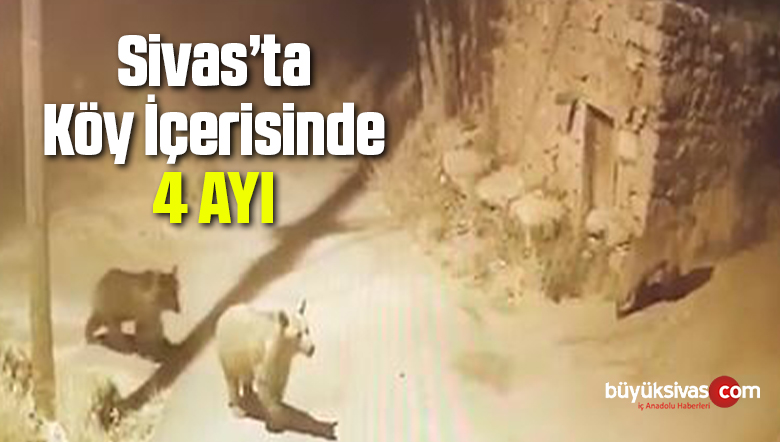 Sivas Hafik ilçesi Eymir Köyünde Ayılar Köyde Gezdi!