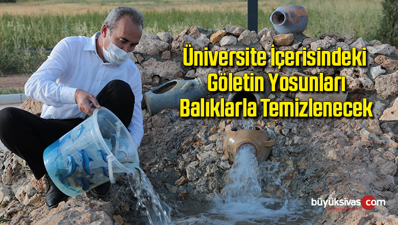 Üniversite içerisindeki göletin yosunlarını balıklarla temizlenecek
