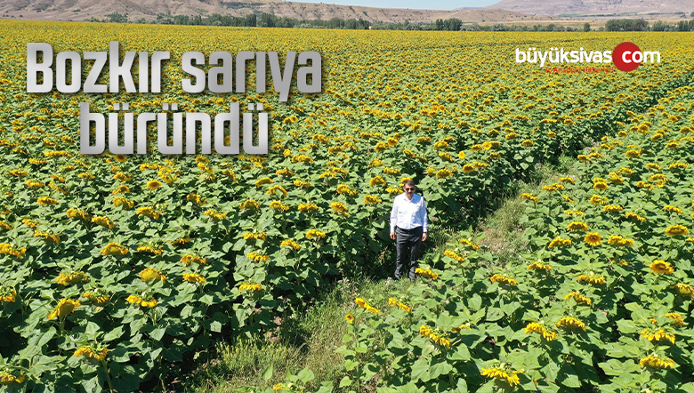 Bozkır sarıya büründü