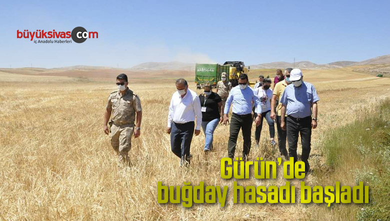 Gürün’de buğday hasadı başladı