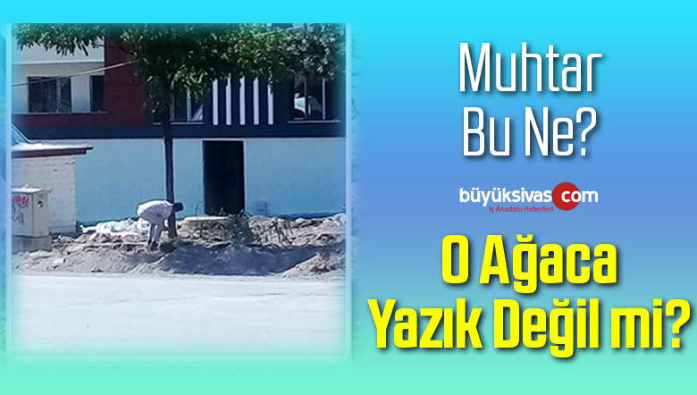 Sayın Ece Mahallesi Muhtarı Bak Ağacın Kurumasına Neden Oldun!