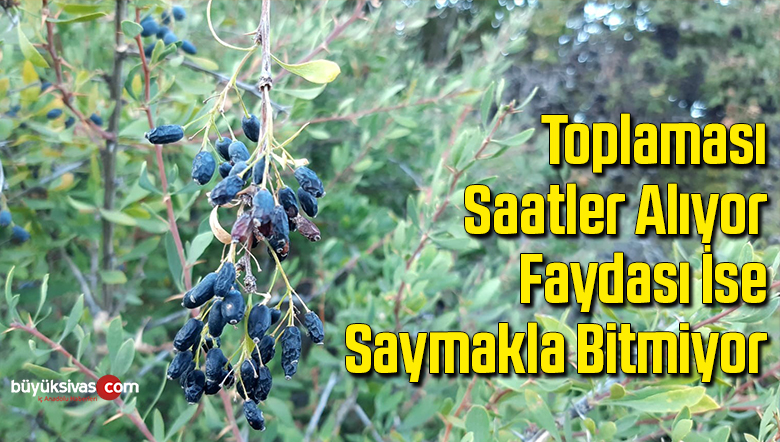 Toplaması saatler alıyor, faydası ise saymakla bitmiyor