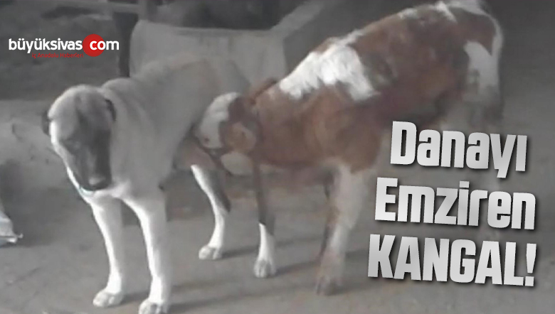 Danayı emziren kangal köpeği görenleri şaşırtıyor