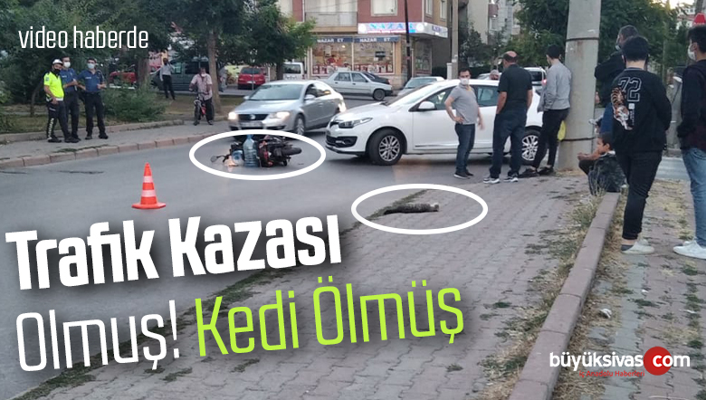 Aydoğan Mevkinde Trafik Kazası! Kedi Hayatını Kaybetti!