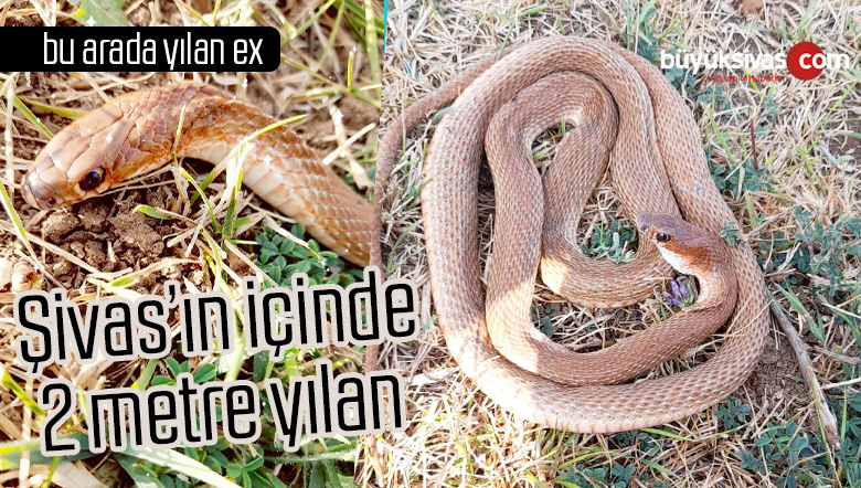 Sivas’ta şehrin içinde 2 metrelik yılan vatandaş tarafından öldürüldü!
