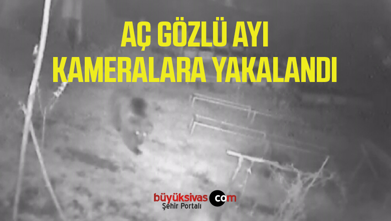 Aç Gözlü Ayı Kameralara Yakalandı