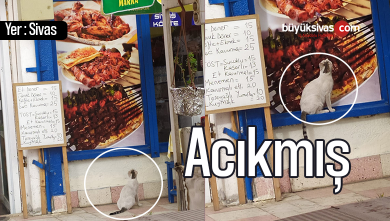 Dört Eylül Sanayi sitesindeki Masal Baba ‘nın misafiri kedicik