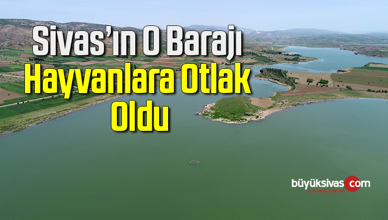 Suların çekildiği baraj gölü, hayvanlara otlak oldu