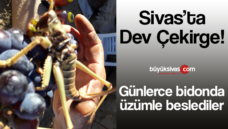 Sivas’ta iki arkadaş Dev çekirgeyi günlerce üzümle beslediler!