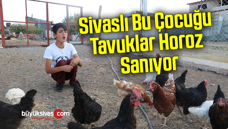 Horozlarla atışıyor, tavuklar onu horoz sanıyor