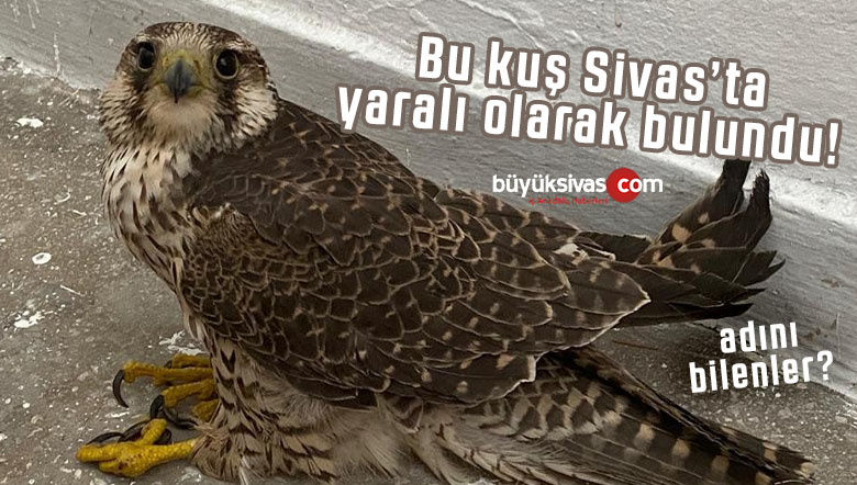 Yaralı Kerkeneze jandarma sahip çıktı! Allah sizi var etsin