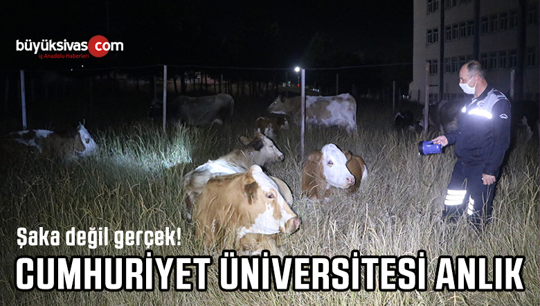 Kaybolan inek sürüsü