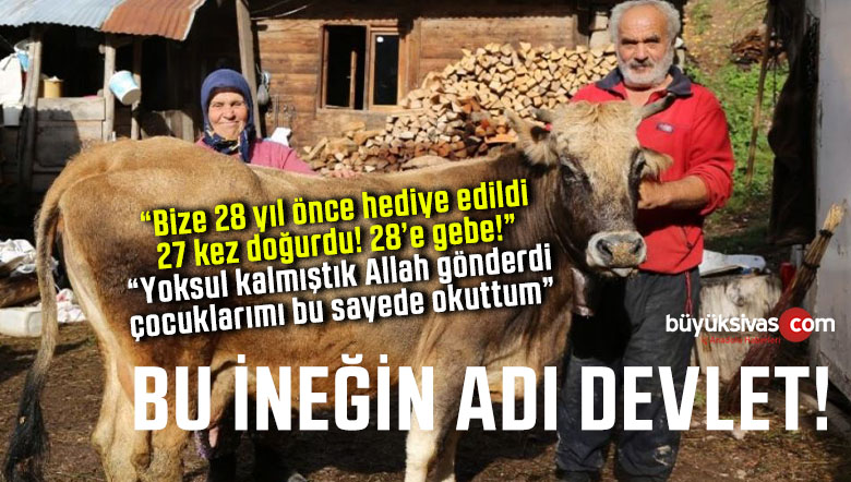 devlet inek