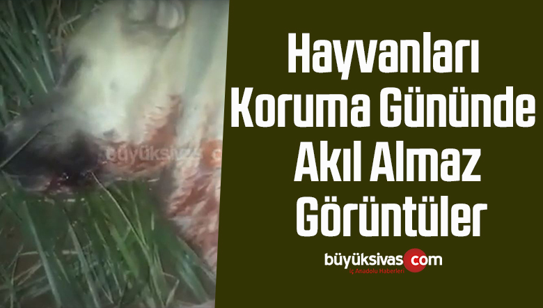 Hayvanları koruma gününde akıl almaz görüntüler