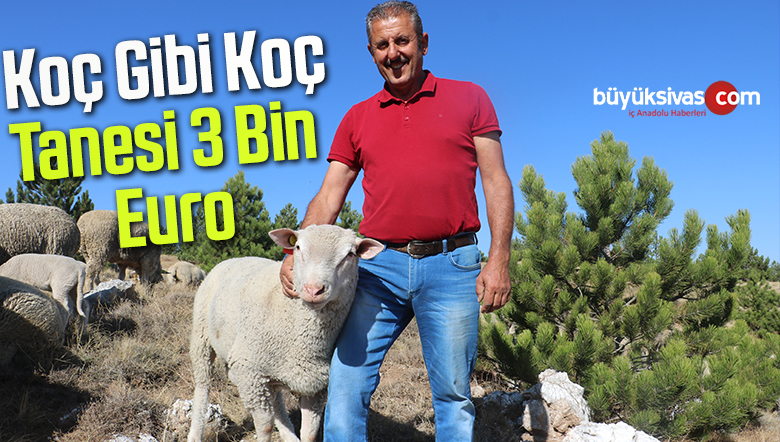 Koç gibi koç, tanesi 3 bin Euro
