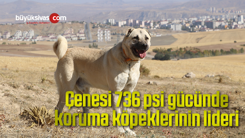 Çenesi 736 psi gücünde, koruma köpeklerinin lideri