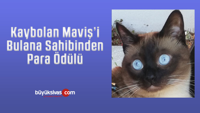maviş