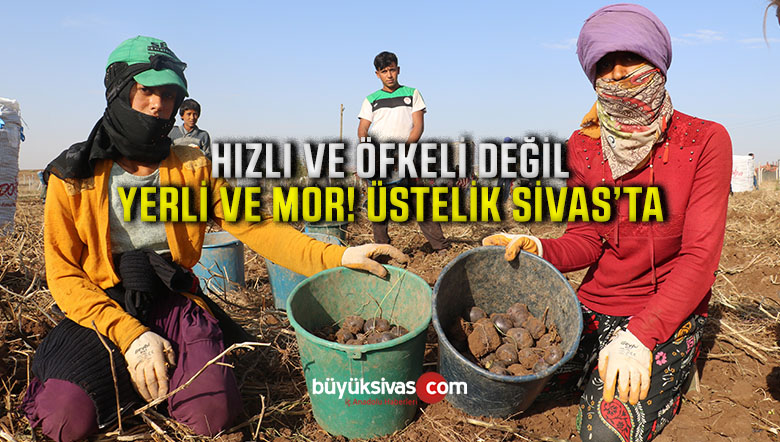 Yerli ve mor patates ilk hasadı Sivas’ta gerçekleşti! Hamdolsun