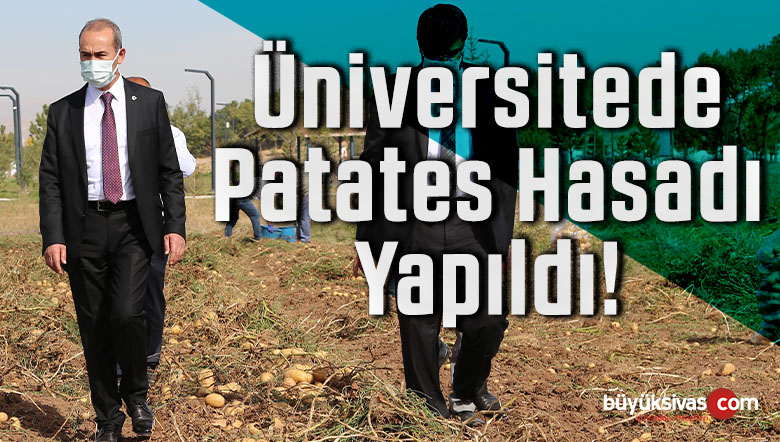 patates hasadı