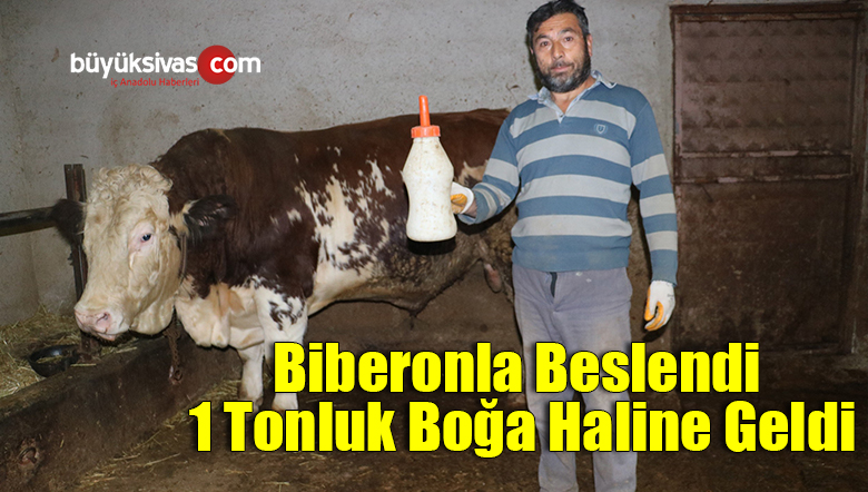 ölmek üzereyken aldı biberonla besledi 1 tonluk dev boğa haline geldi